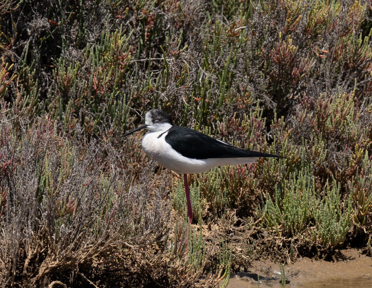 Black-winged Stilt - ML619225978