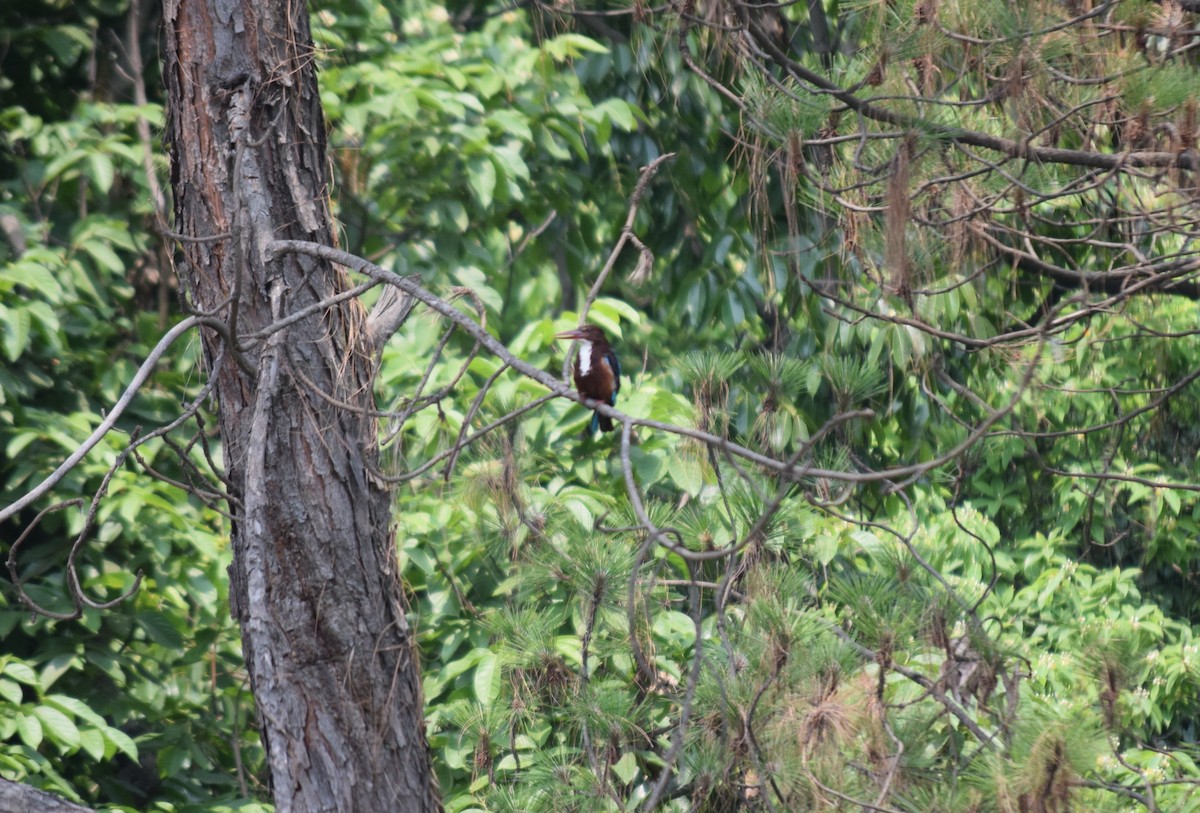 White-throated Kingfisher - ML619225980