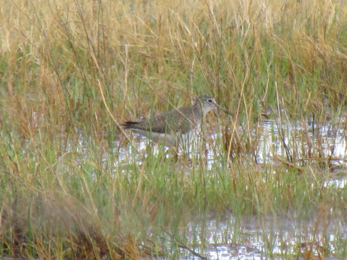 Solitary Sandpiper - lisa clements