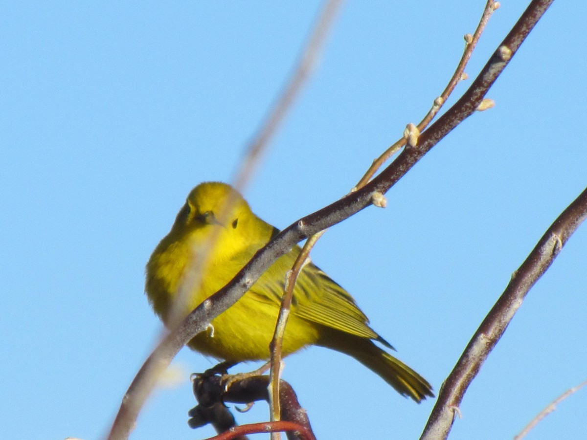 Yellow Warbler - lisa clements