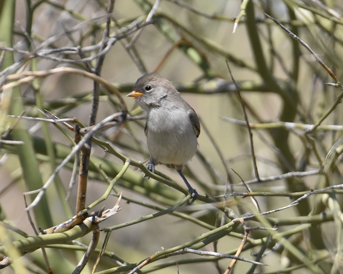 Verdin - ML619226010