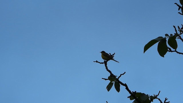 Western Yellow Wagtail (feldegg) - ML619226012