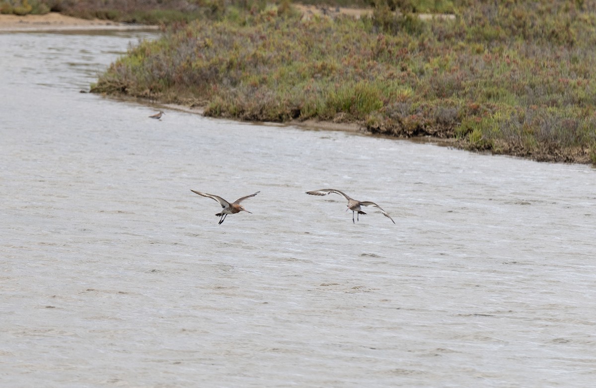 Black-tailed Godwit - ML619226016