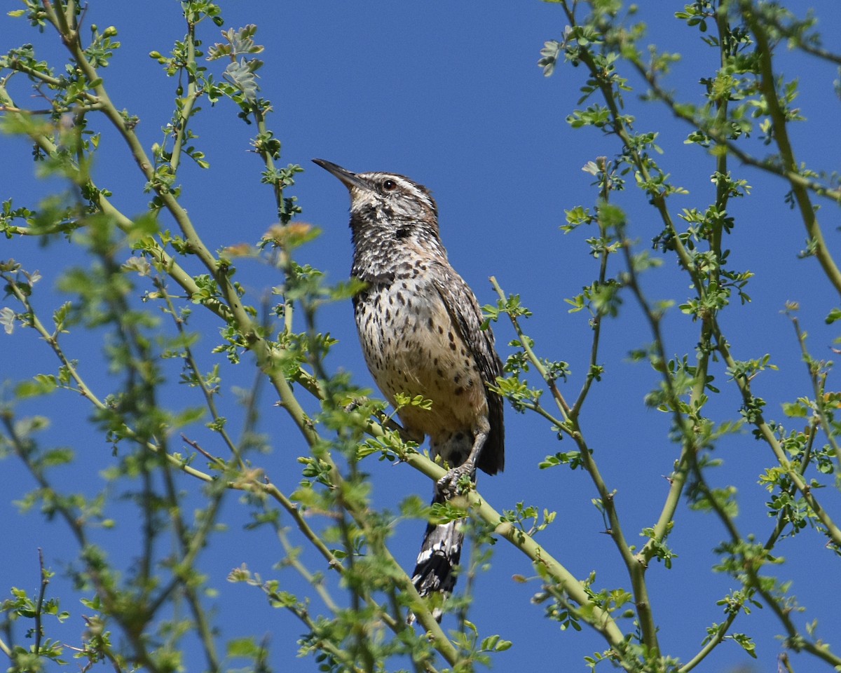 Cactus Wren - ML619226017