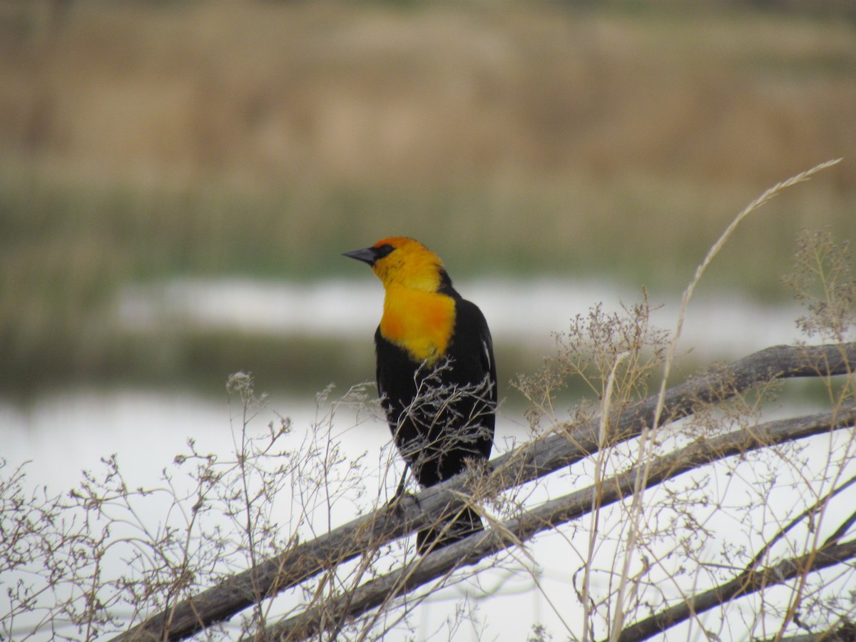 Yellow-headed Blackbird - lisa clements