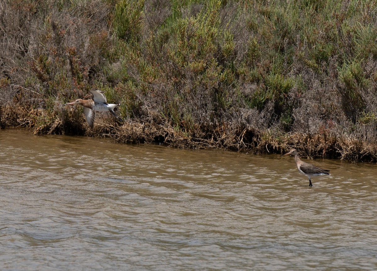 Black-tailed Godwit - ML619226024