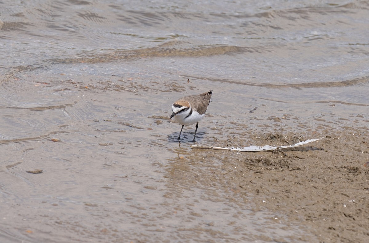 Kentish Plover - ML619226030