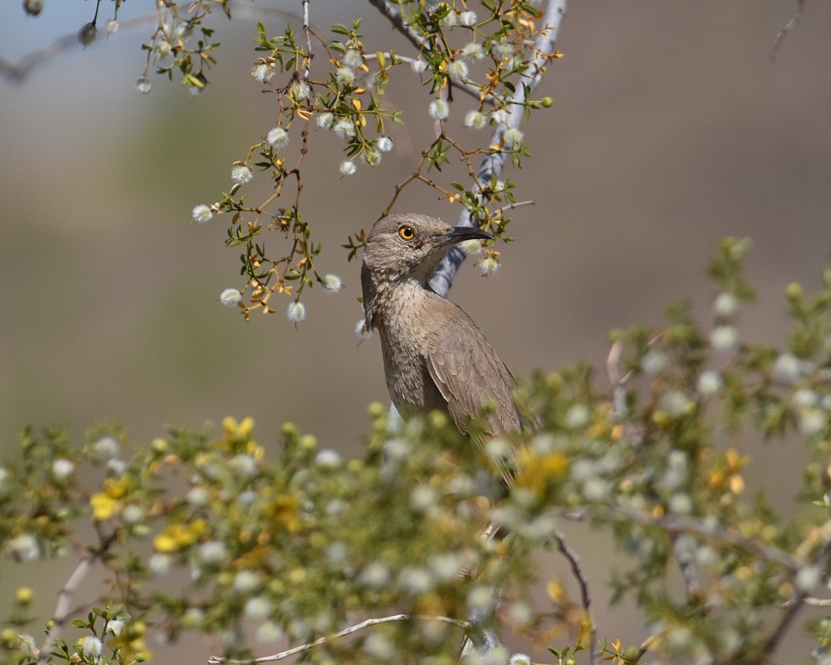 Bendire's Thrasher - Brian Hicks