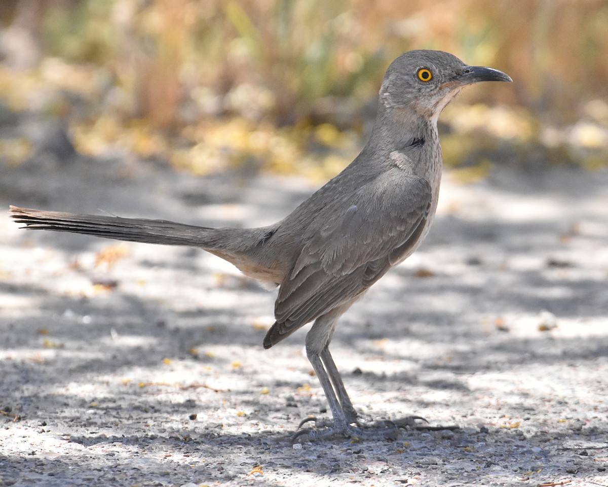 Bendire's Thrasher - ML619226033