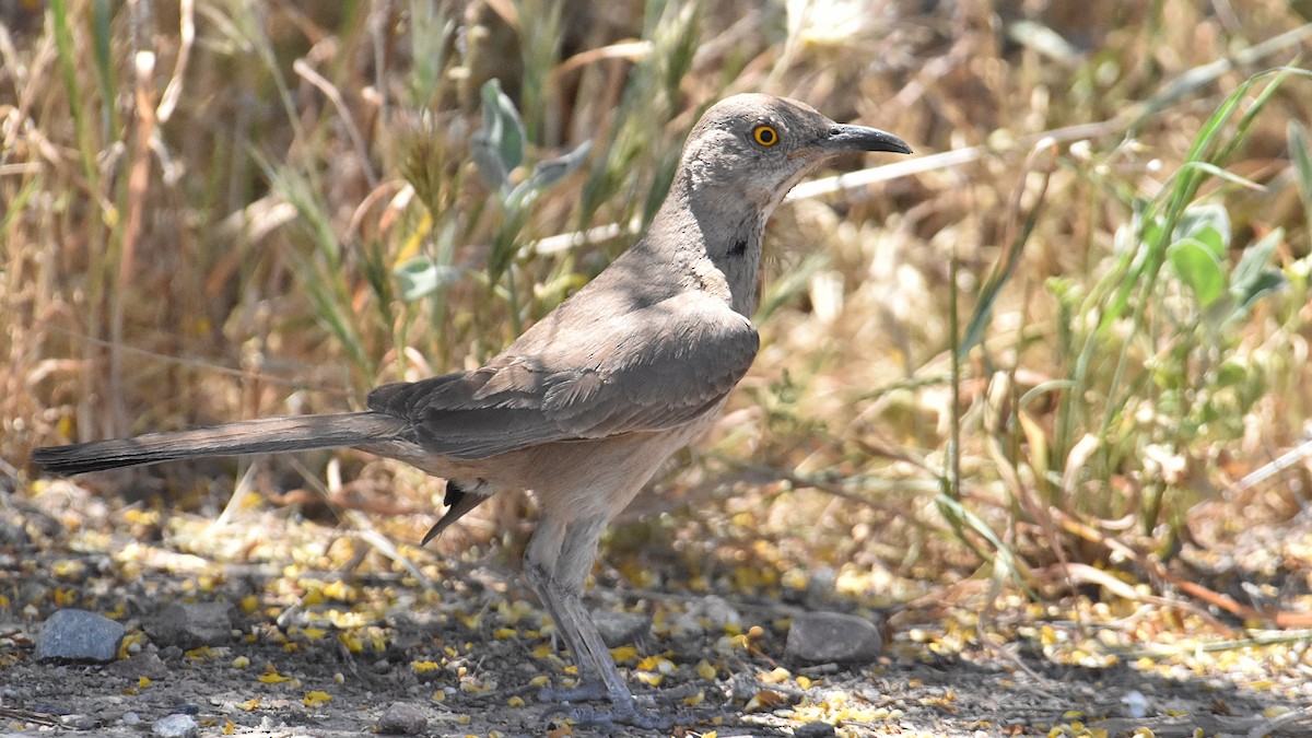 Bendire's Thrasher - Brian Hicks