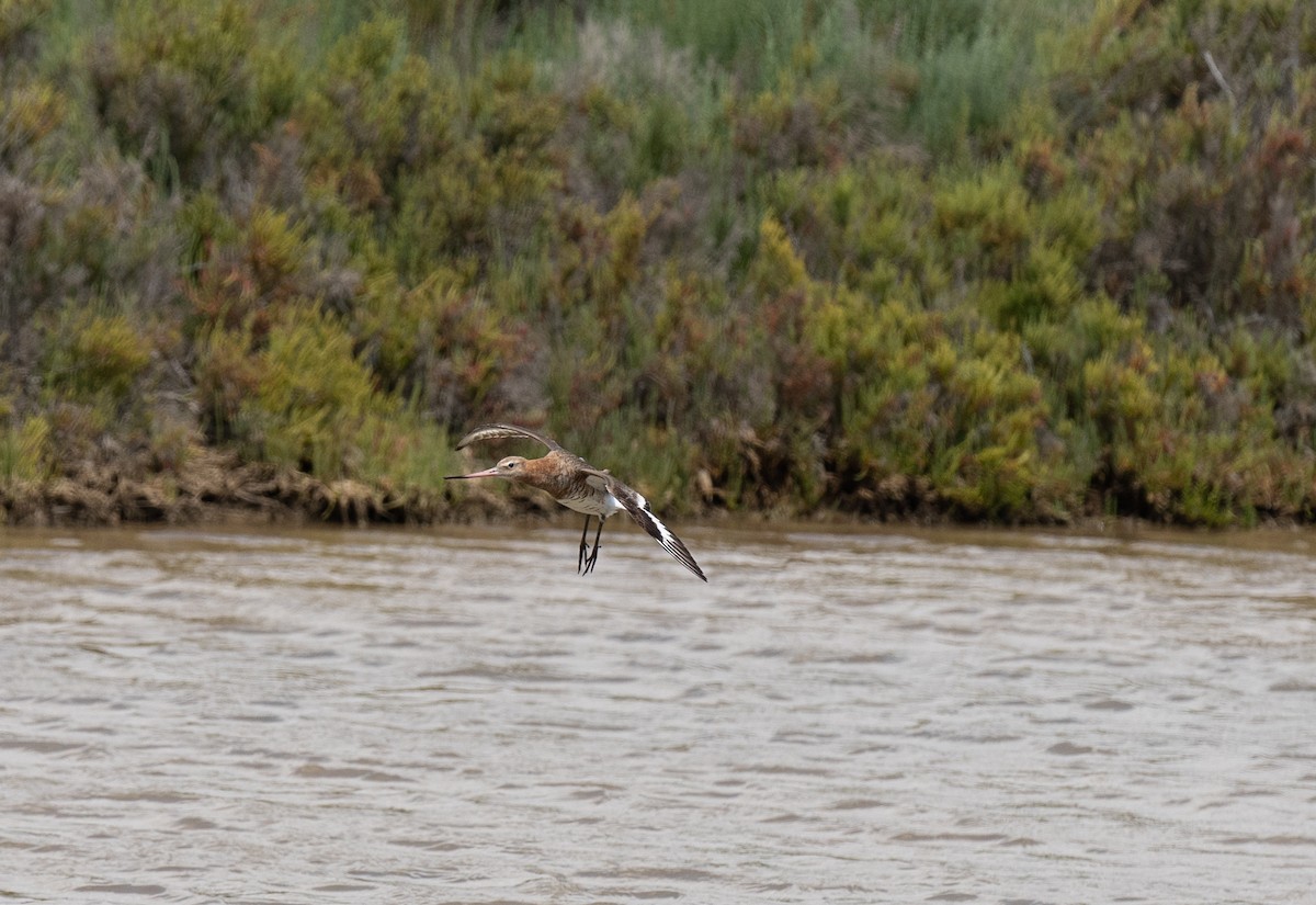 Black-tailed Godwit - ML619226037