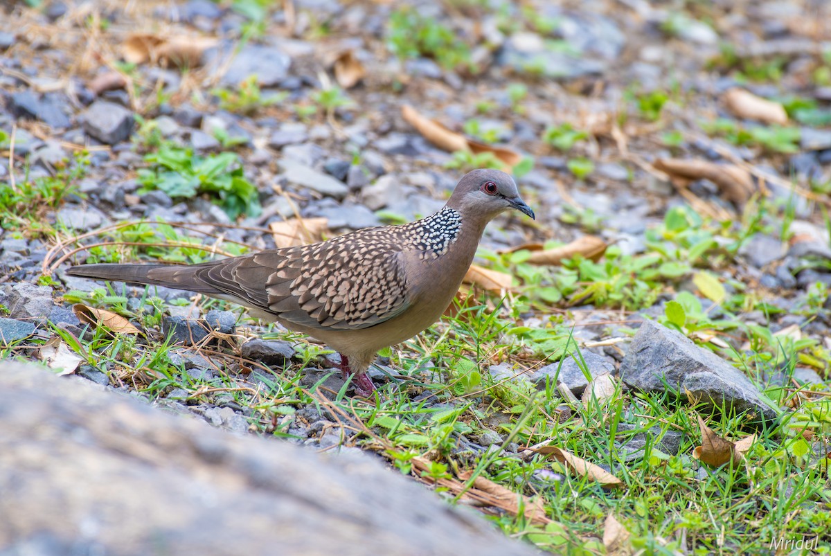 Spotted Dove - Mridul Anand