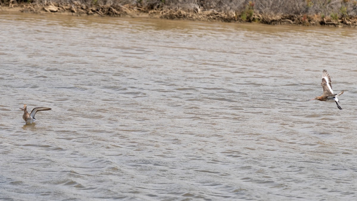 Black-tailed Godwit - ML619226040