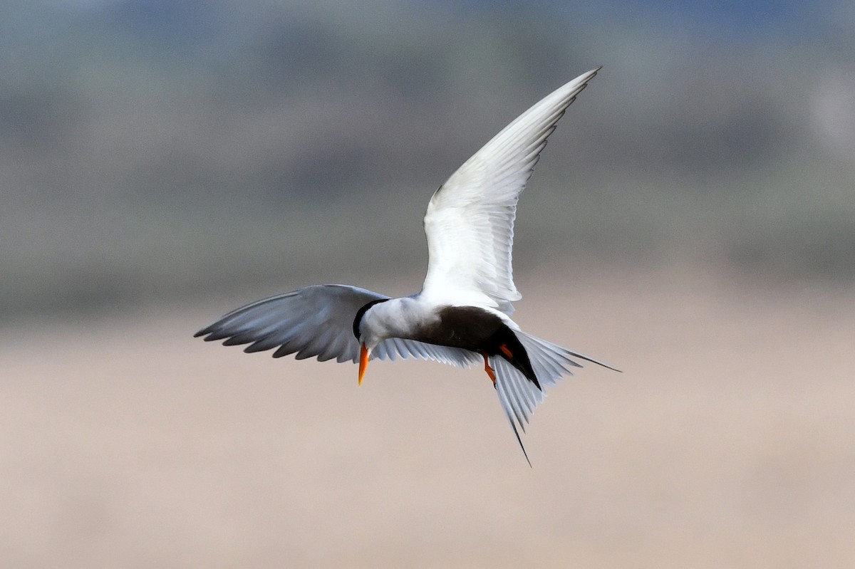 Black-bellied Tern - Wachara  Sanguansombat