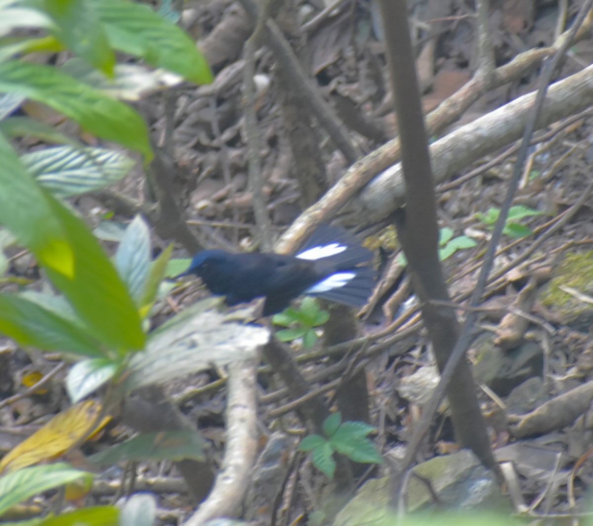 White-tailed Robin - ML619226056