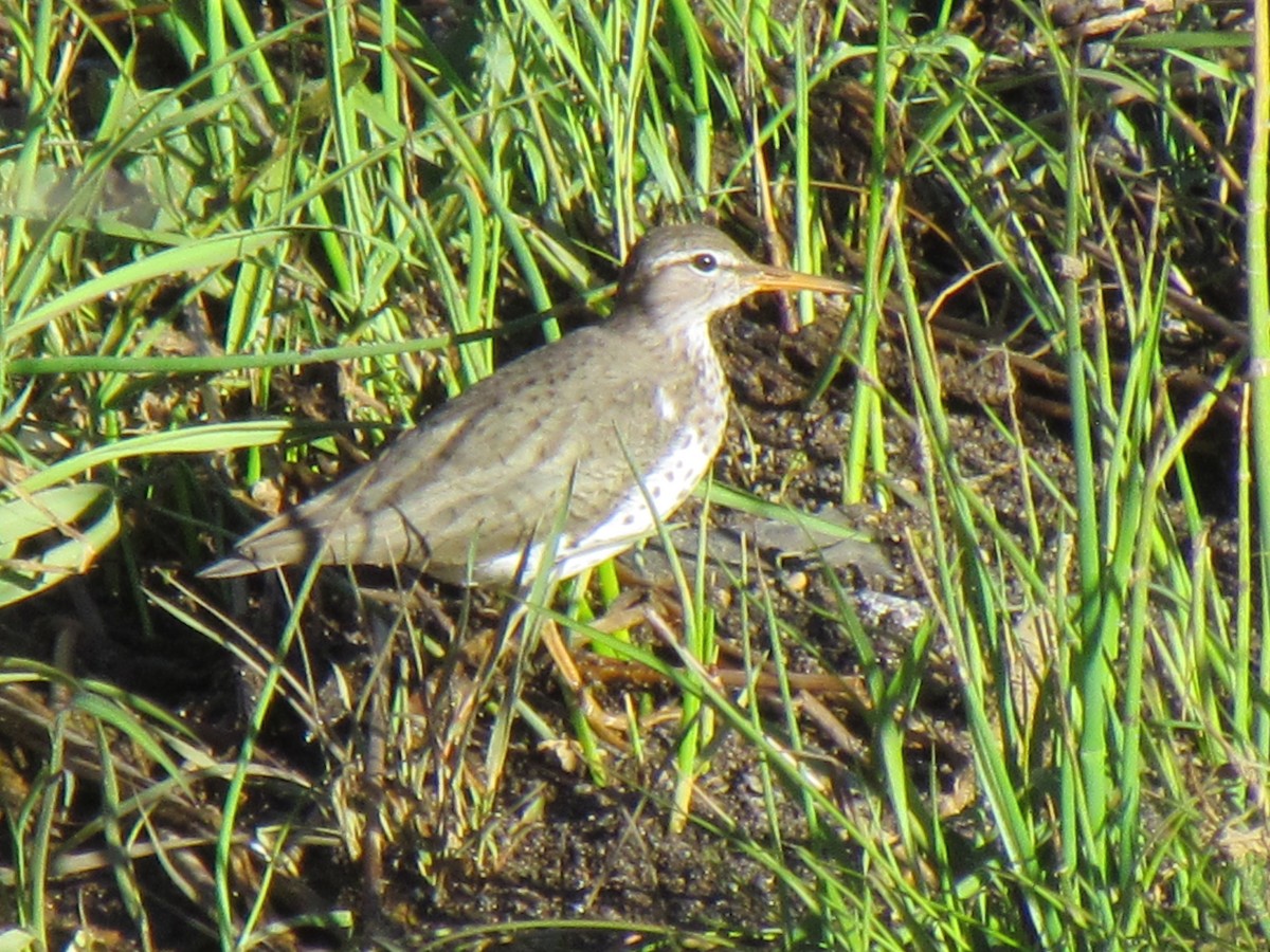 Spotted Sandpiper - lisa clements