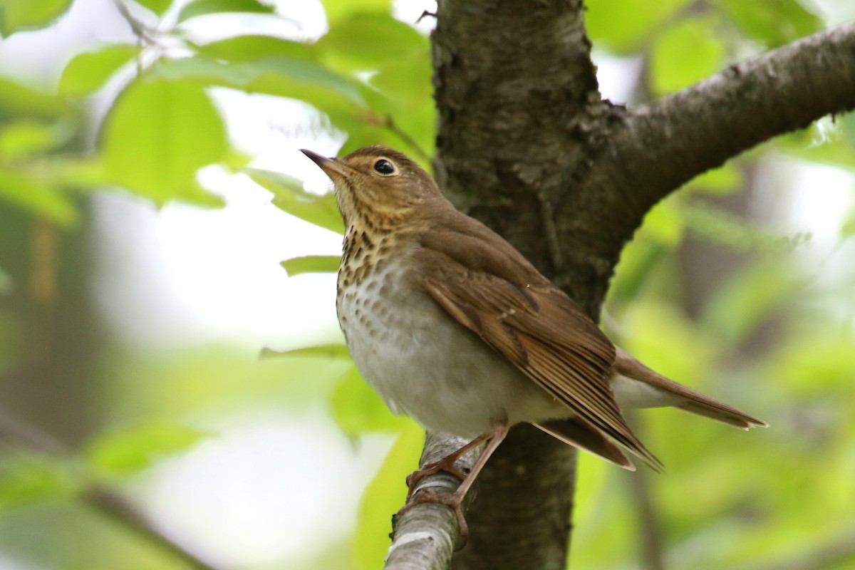 Swainson's Thrush - ML619226068