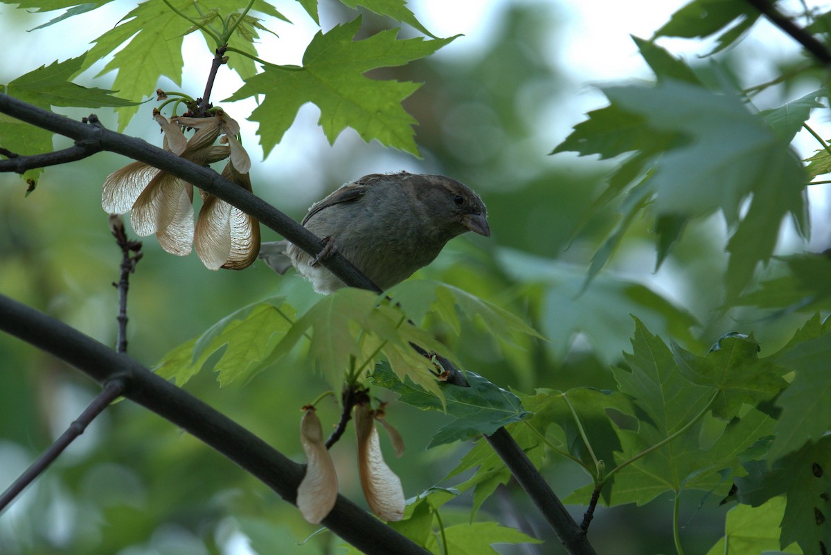 House Sparrow - Cindy & Gene Cunningham