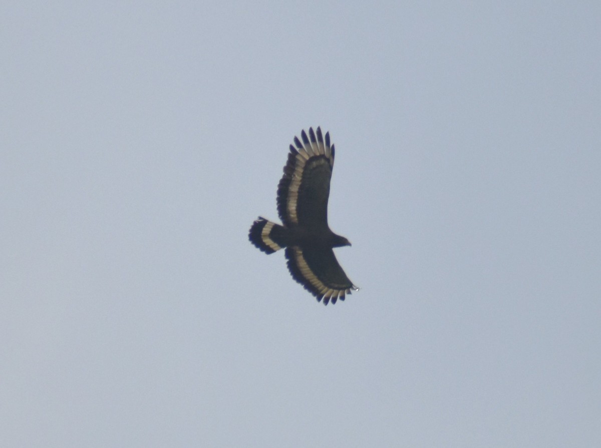 Crested Serpent-Eagle - ML619226081