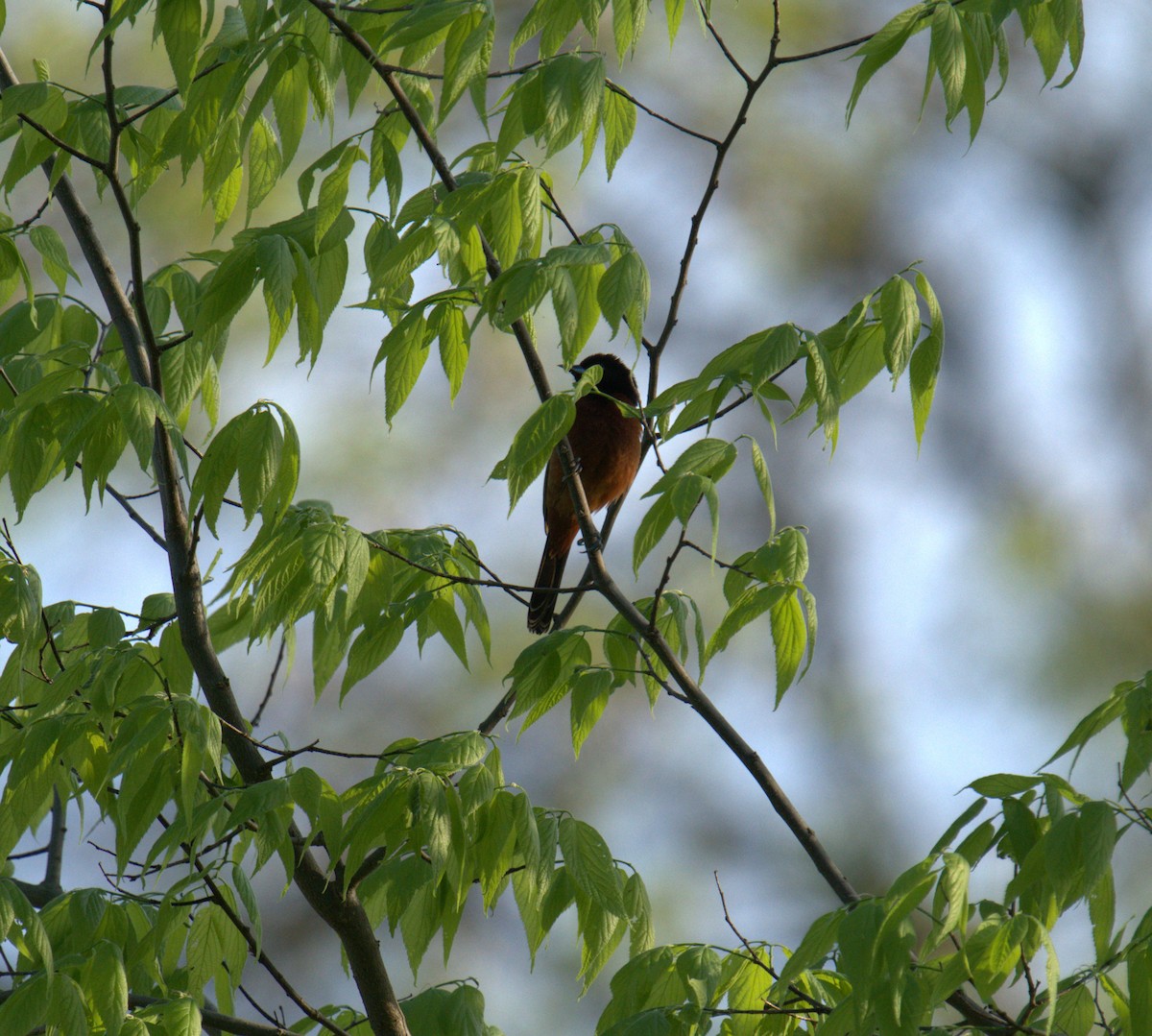 Orchard Oriole - ML619226100