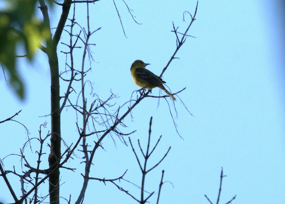 Orchard Oriole - ML619226101