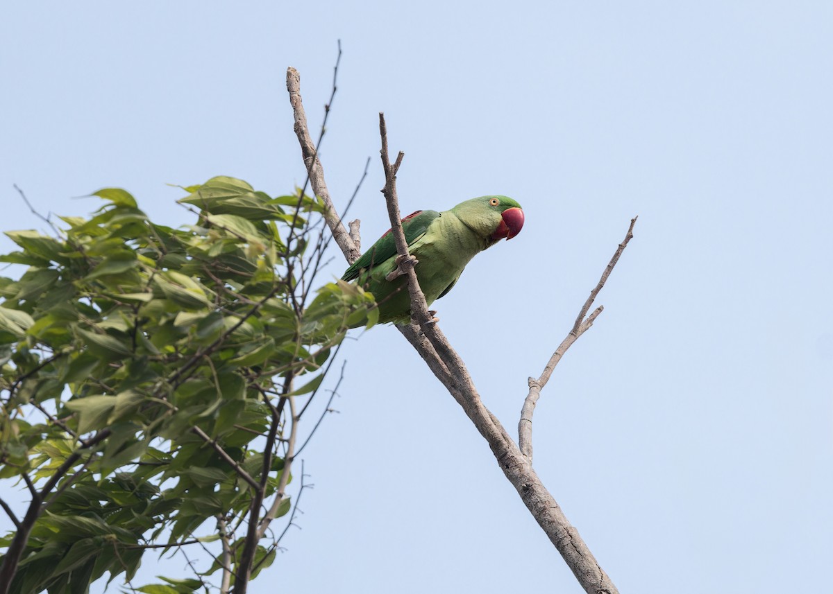 Alexandrine Parakeet - Ma Yan Bryant