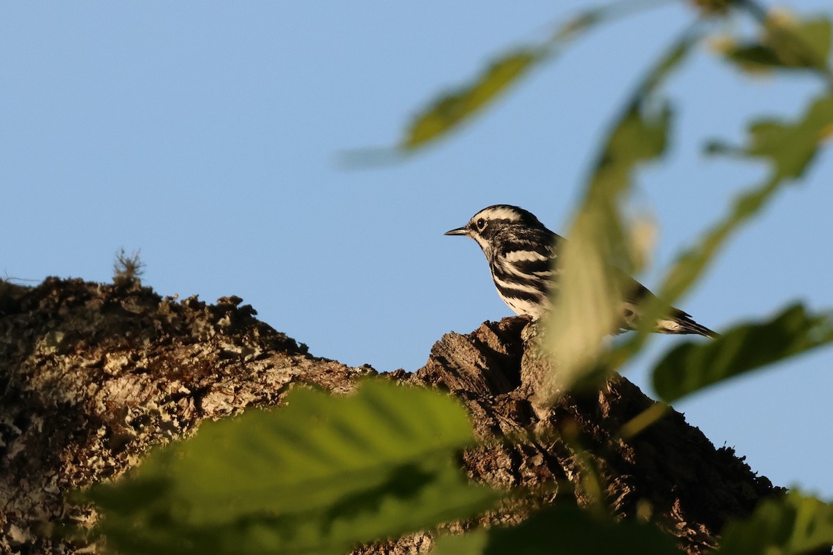 Black-and-white Warbler - Paul Gorday
