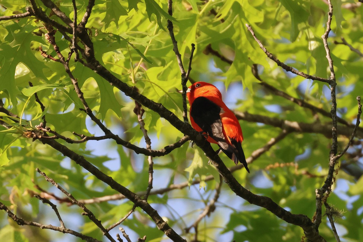 Scarlet Tanager - Paul Gorday