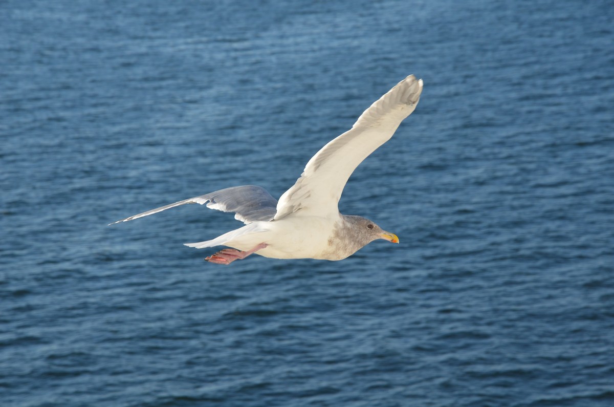 Glaucous-winged Gull - ML619226156