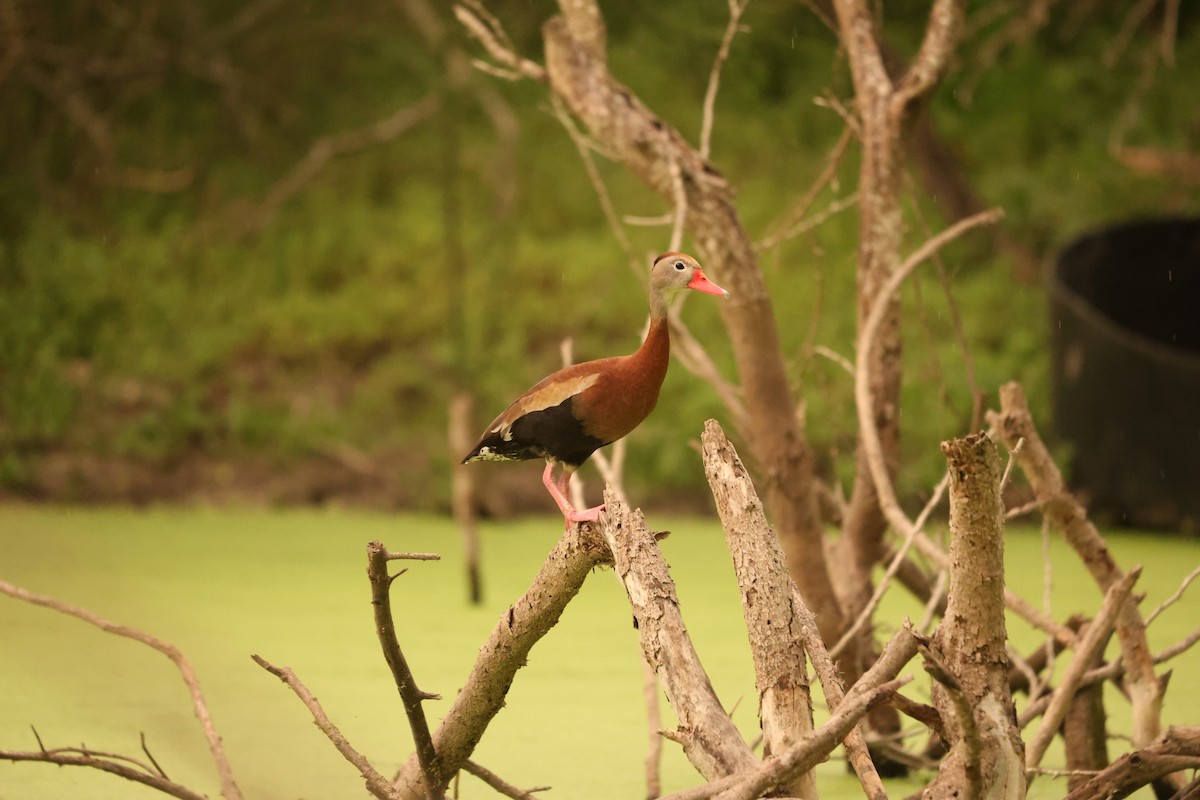 Black-bellied Whistling-Duck (fulgens) - L. Ernesto Perez Montes (The Mexican Violetear 🦉)