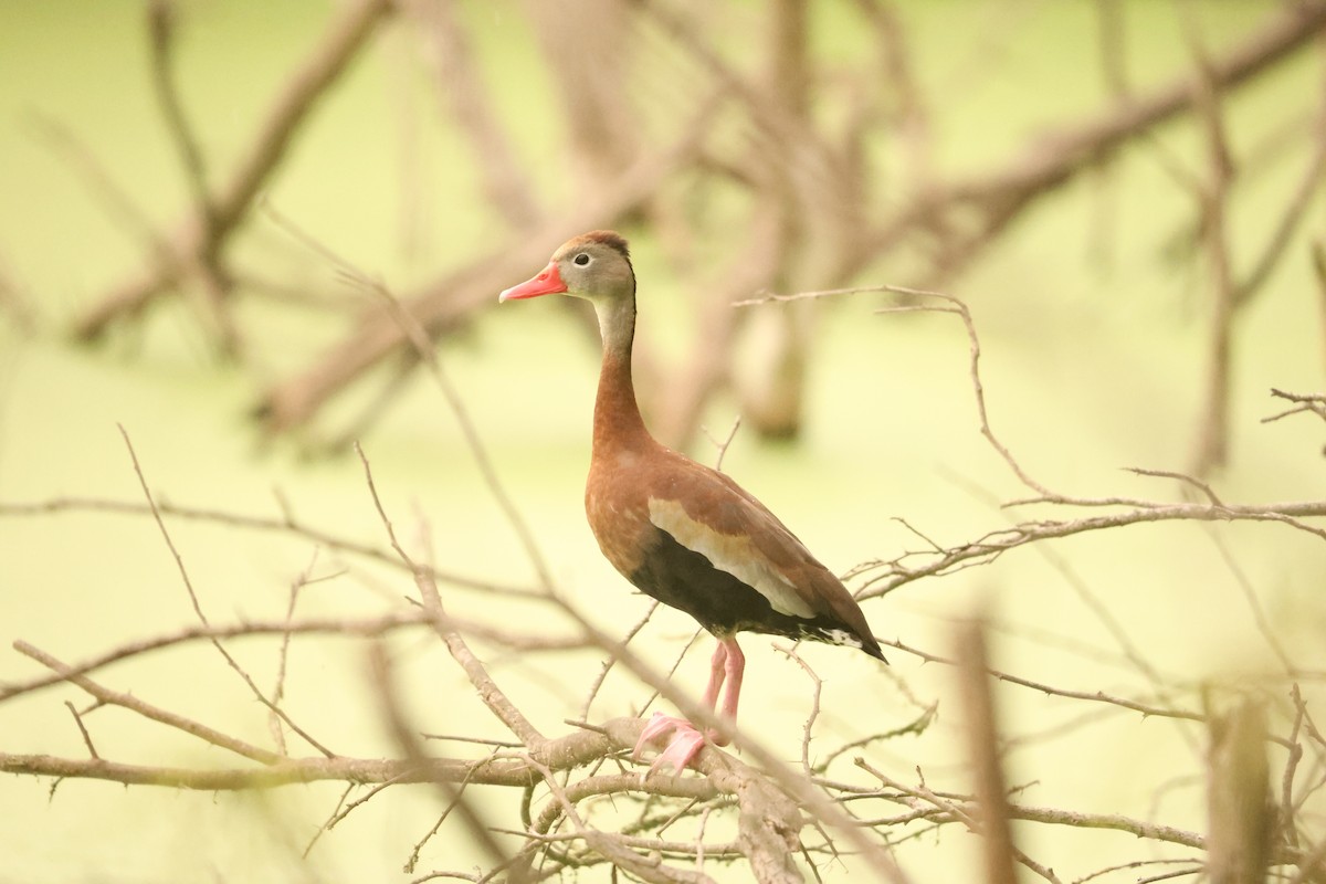 Black-bellied Whistling-Duck (fulgens) - L. Ernesto Perez Montes (The Mexican Violetear 🦉)