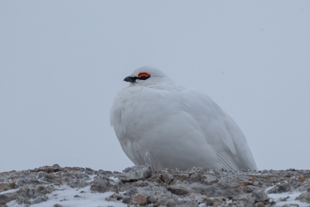 Rock Ptarmigan - Adrian Boyle