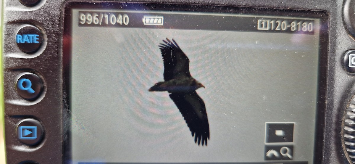 Egyptian Vulture - ML619226216