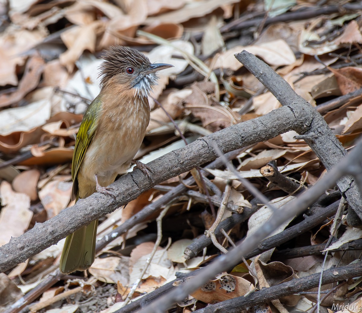 Mountain Bulbul - Mridul Anand