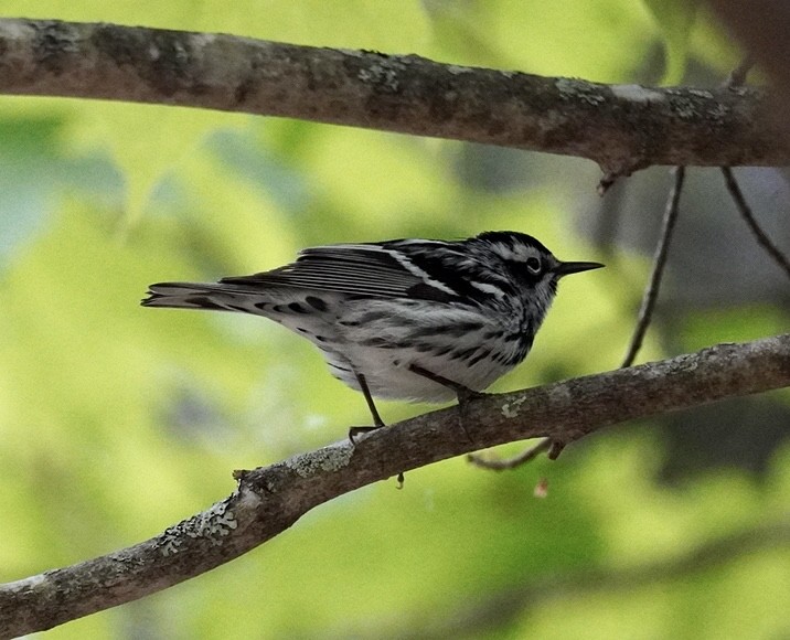 Black-and-white Warbler - Rachel Orlando