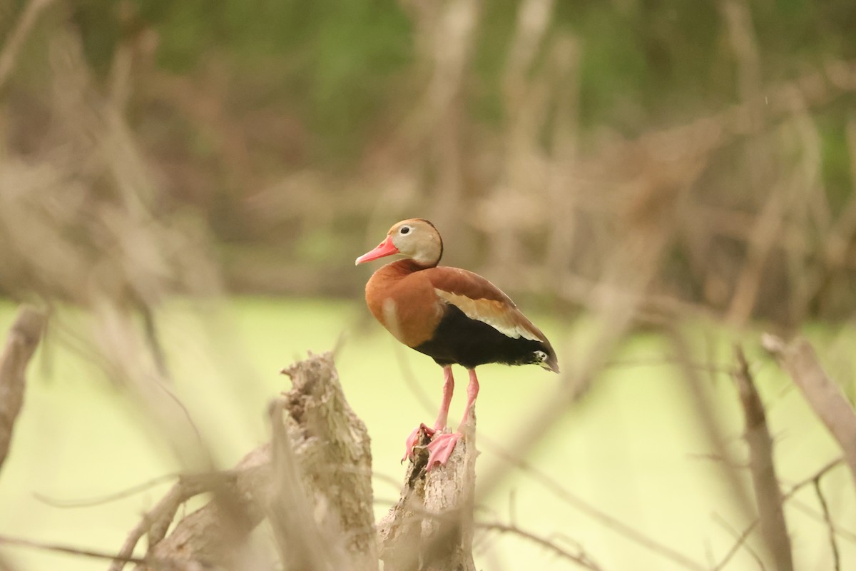 Black-bellied Whistling-Duck (fulgens) - L. Ernesto Perez Montes (The Mexican Violetear 🦉)