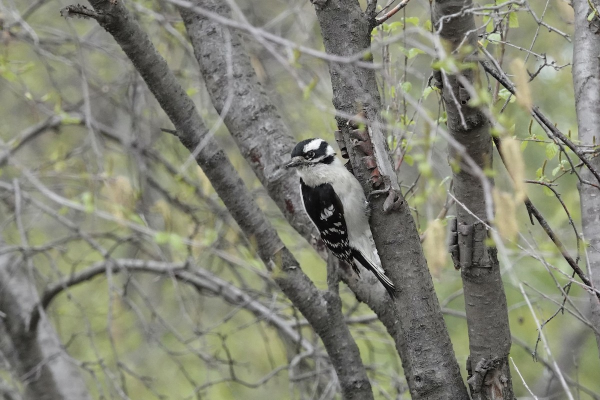 Downy Woodpecker - ML619226250