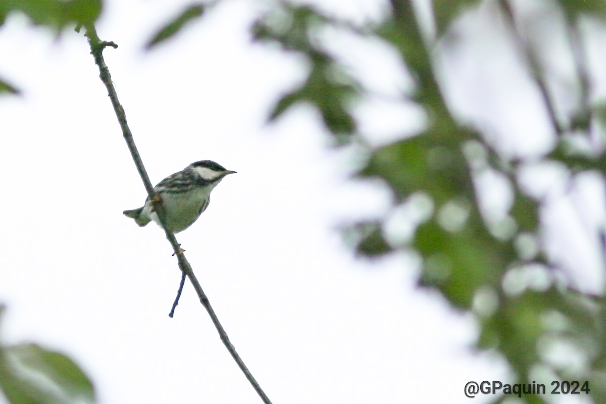 Blackpoll Warbler - Guy Paquin