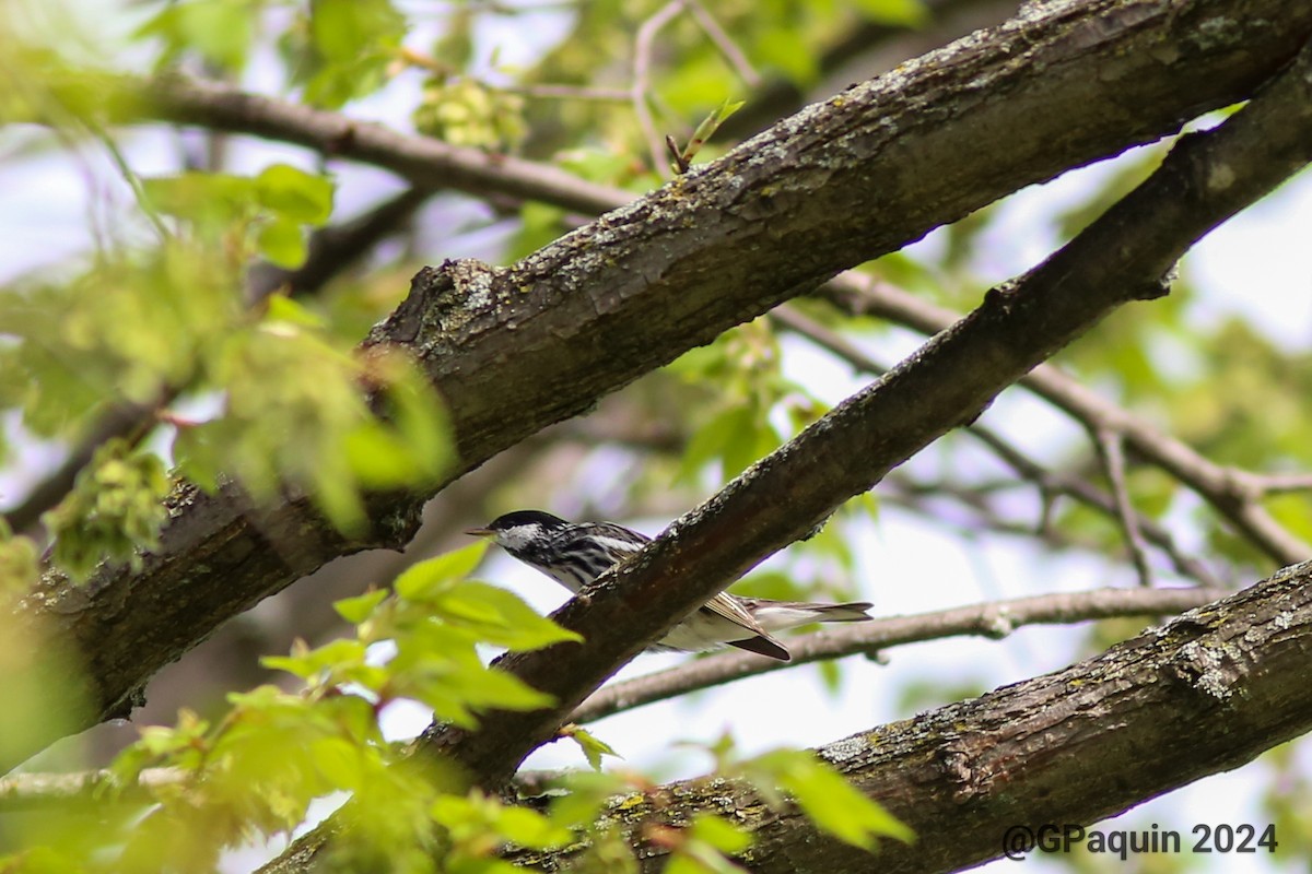 Blackpoll Warbler - Guy Paquin