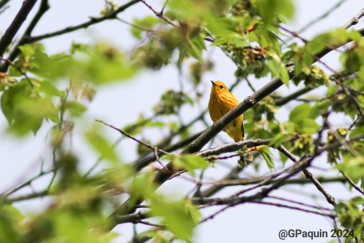 Yellow Warbler - Guy Paquin