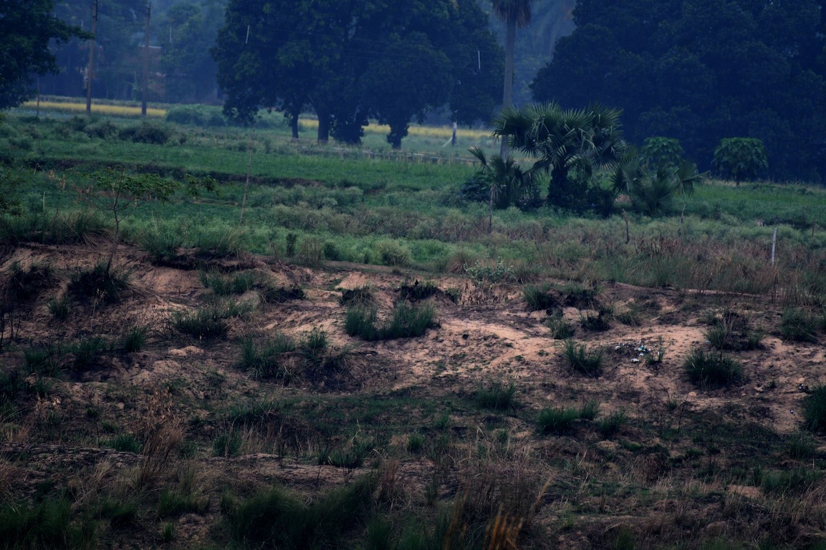 Black Francolin - ML619226307