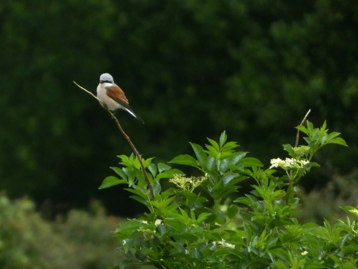 Red-backed Shrike - Álvaro Pérez Pérez