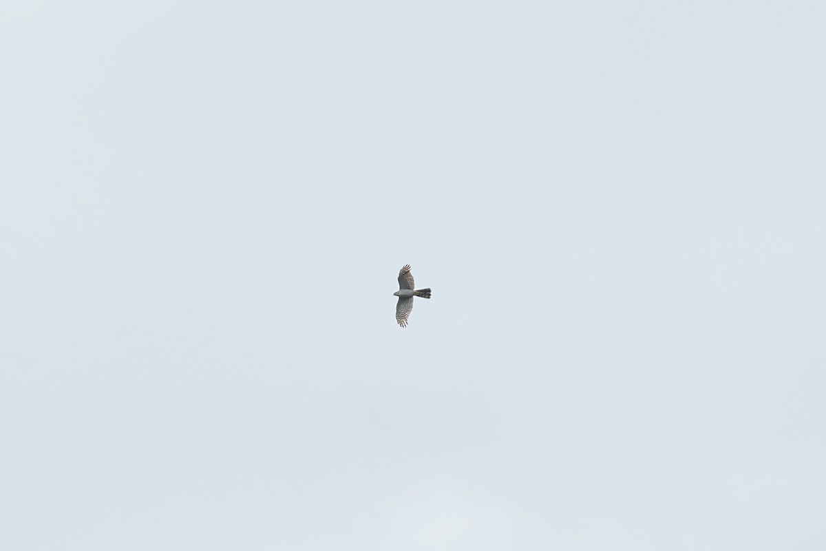 Eurasian Sparrowhawk - Sam Huang