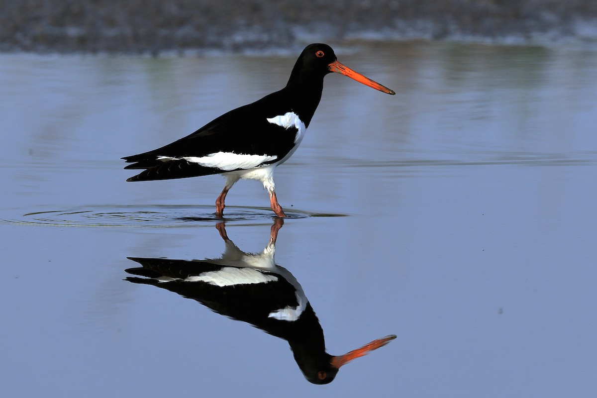 Eurasian Oystercatcher - ML619226320