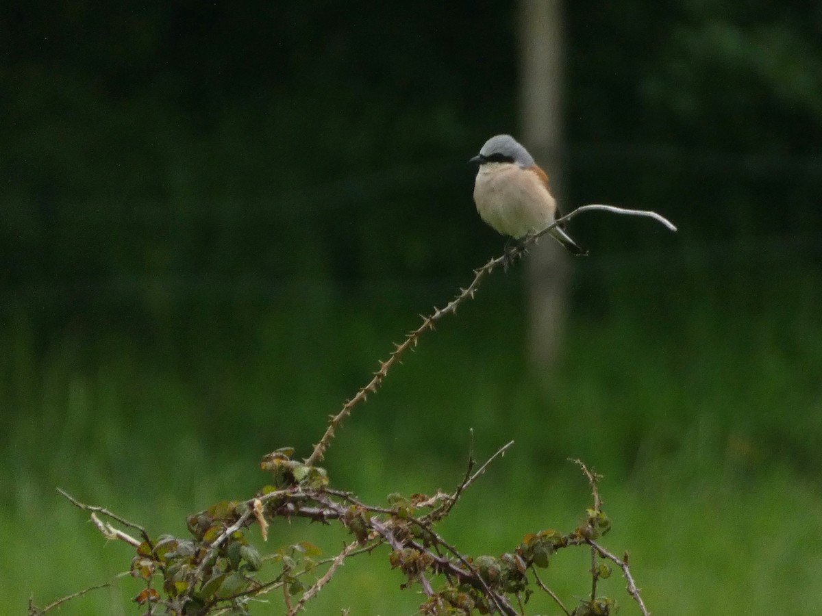 Red-backed Shrike - Álvaro Pérez Pérez