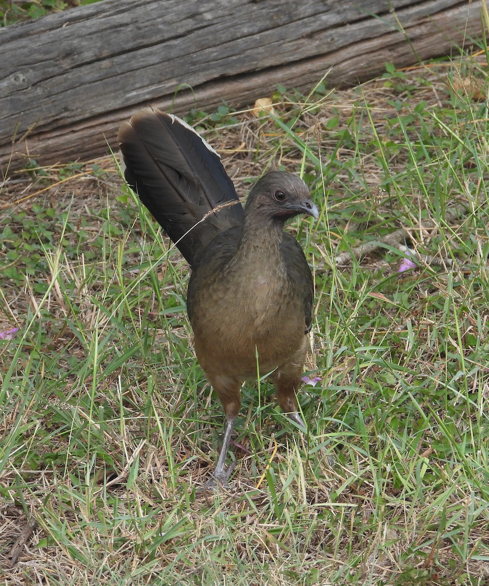 Plain Chachalaca - Jeff Miller