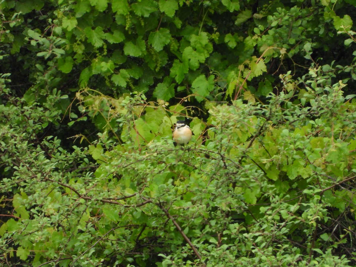 Masked Shrike - ML619226364