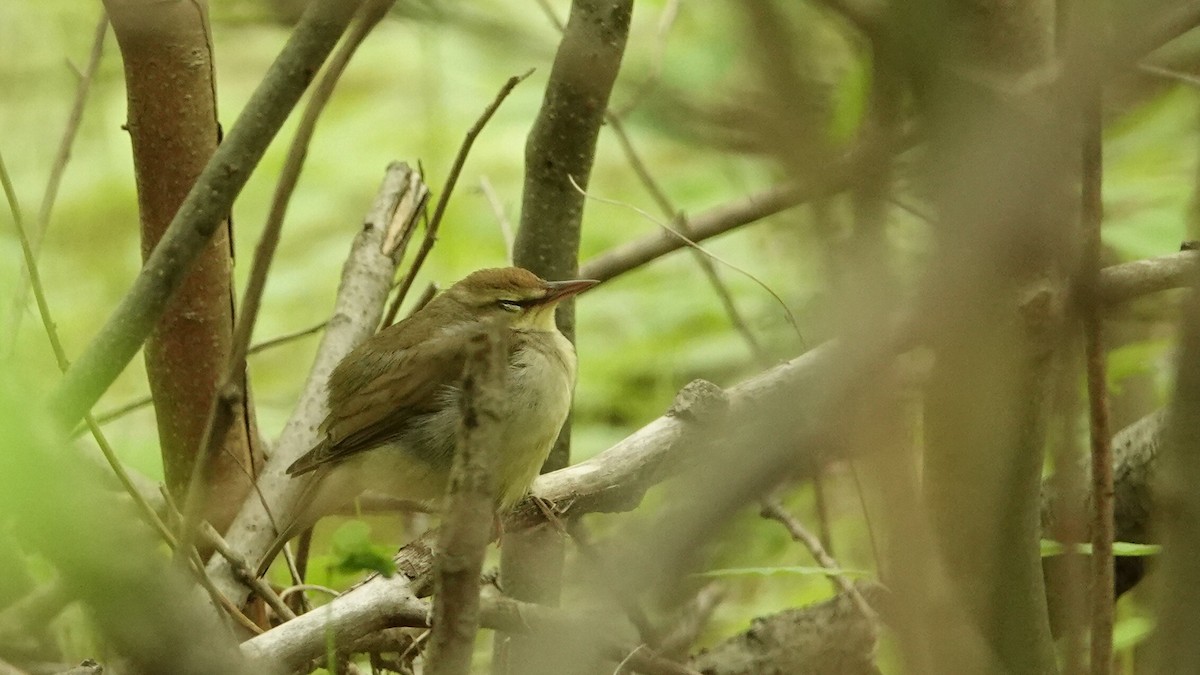 Swainson's Warbler - leo wexler-mann