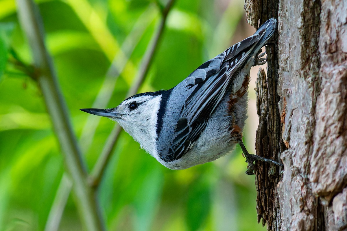 White-breasted Nuthatch - Steve Juhasz