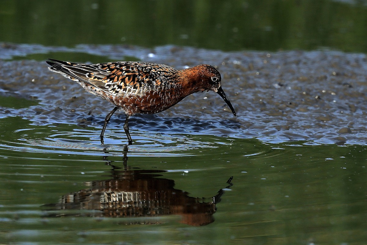 Curlew Sandpiper - 独行虾 Bird.soong